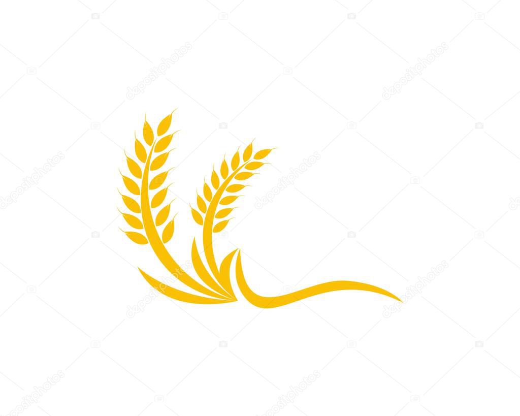 Wheat rice logo design template