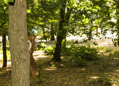 Sevimli kırmızı hayvan sincap doğa ormanlar bir dal üzerinde oturan.