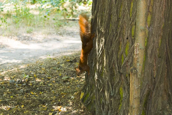 Parkta yemek şirin gri sincap