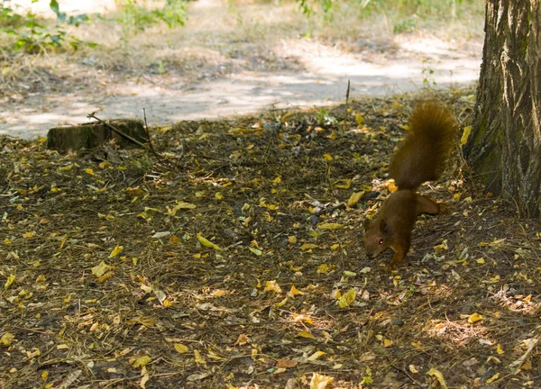 Esquilo curioso. Esquilo Vermelho. Esquilo. Floresta . — Fotografia de Stock