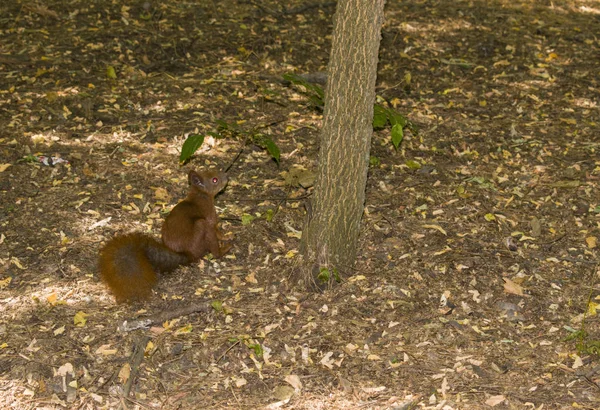 Esquilo animal vermelho bonito sentado em um ramo de florestas da natureza. Uma imagem incrível de belas proteínas animais ensolaradas sentadas em uma árvore em uma floresta profunda, proteína animal — Fotografia de Stock
