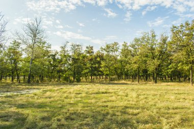 Güneş ışınlarının ağaçların gövdeleri aracılığıyla onların yol yapmak