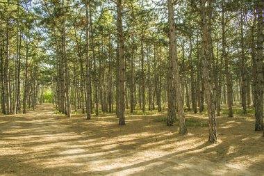 Sabah bir çam ormanı. yeşil çimen