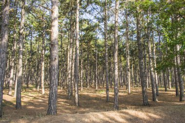 Büyük ağaçlar bir çam ormanı içinde. Çok parlak
