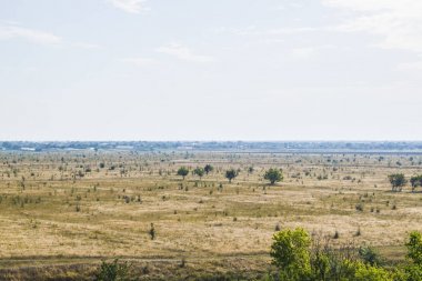 Bir alan içinde ağaçlar dışında hiçbir şey büyür