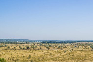 Bir alan içinde hiçbir şey dışında ağaçlar yetişir. Uzaktan şehrin görebilirsiniz