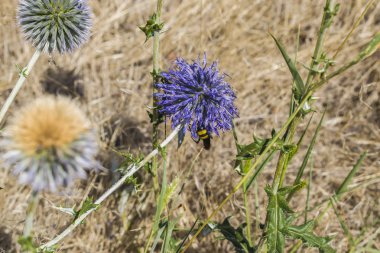 Arı çiçeğin üzerine oturdu.