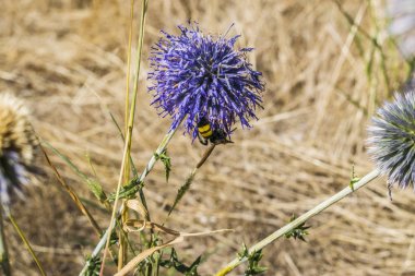 Arı mor bir çiçek üzerine oturdu ve içecekler nektar.