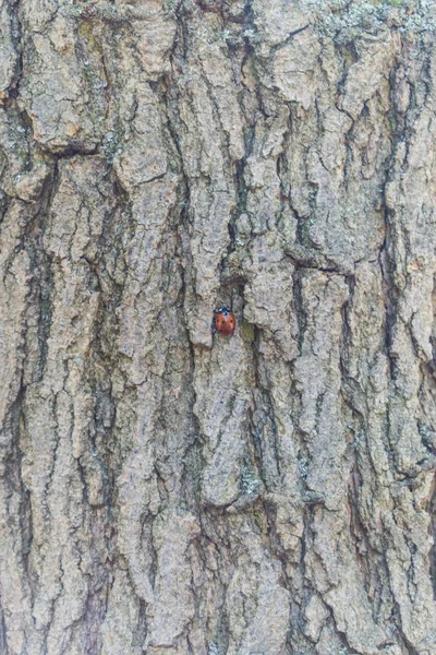 Der Marienkäfer krabbelt am Baum entlang nach oben. — Stockfoto