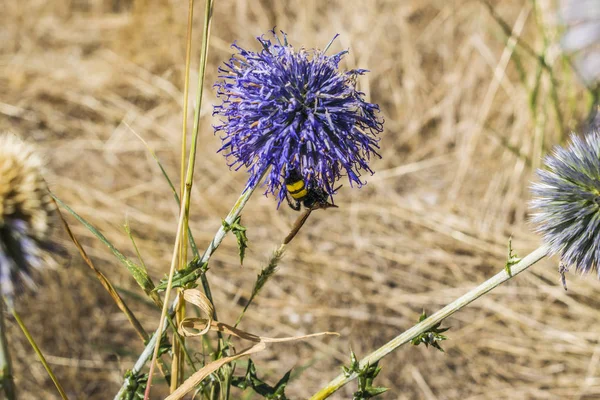 Arı mor bir çiçek üzerine oturdu ve içecekler nektar.