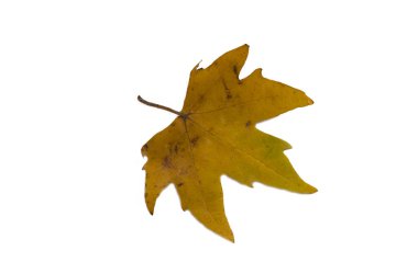 Sarı turuncu yaprak. İzole