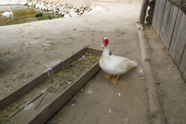 Beyaz ördek bahis yakın: