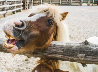 Bir midilli portresi, fotoğraf oturumunda bir Pony hayvanat bahçesinde