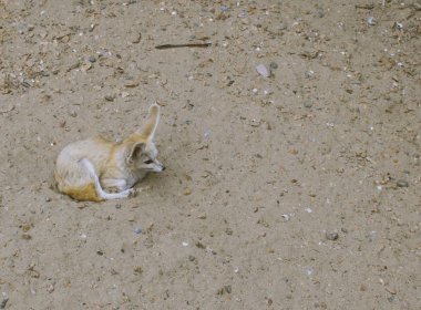 Çöl tilkisi tilkiler yabani hayvanlar ve bitkiler