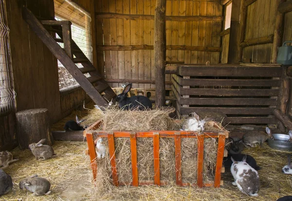 Rabbits in the cage — Stock Photo, Image