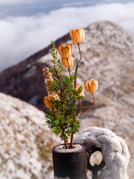Getrocknete Blumen stehen auf dem Biokovo-Gebirge. Kroatien, Europa. — Stockfoto