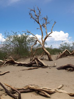 Yalnız ölü ağaç Ölüm Vadisi Milli Parkı'nda California, ABD.