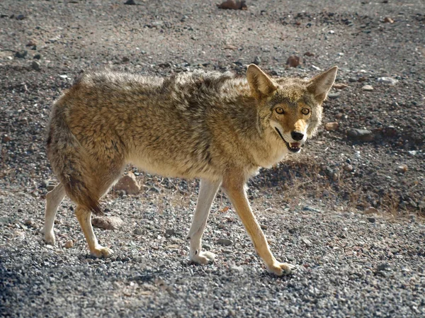 Coyote jakt i Death Valley — Stockfoto