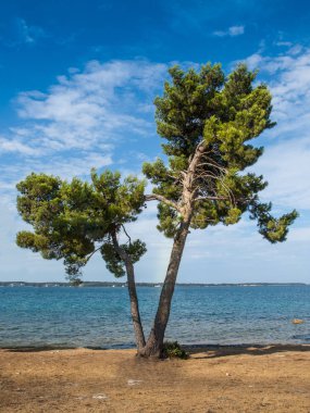 İki ağaç kumlu bir plaj üzerinde.