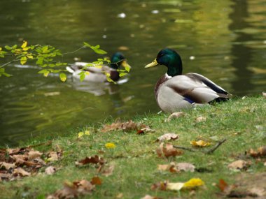 Beyaz duvarında - aşk taş kalp.