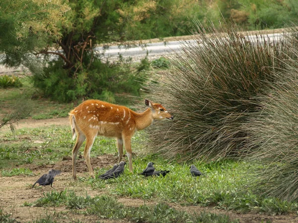Одна самка оленя и несколько голубей  . — стоковое фото