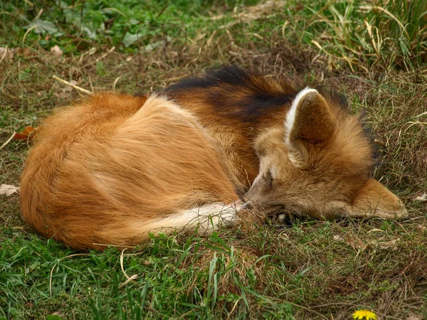 Vista de perto da raposa vermelha europeia . — Fotografia de Stock