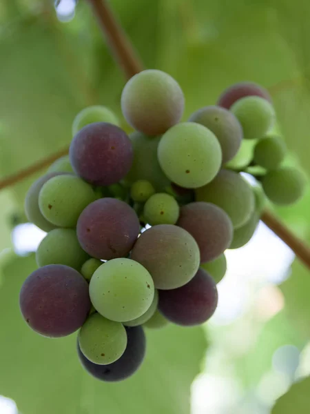 Vista de verde e azul cacho de uvas . — Fotografia de Stock