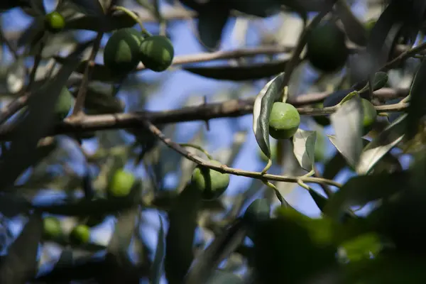 Vue d'une olive . — Photo