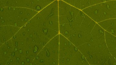 Üzüm yaprağı, görünümü kadar yakın açık.