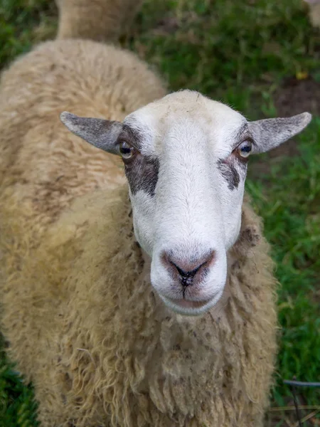 Blick auf Kopf und Körper der Schafe. — Stockfoto
