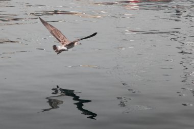 Koyu mavi deniz üzerine uçan martı.