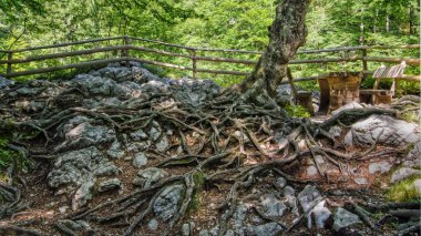 Ağaç kökleri bir zeminde.