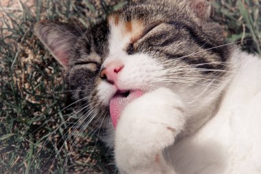 Kedi pençesini yalıyor.. 