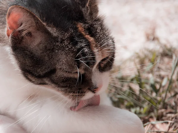 Kedi pençesini yalıyor..