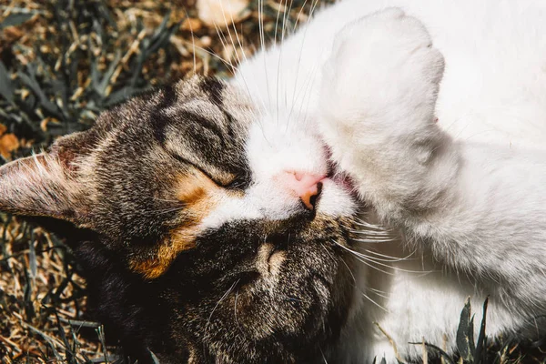 Gato lamiendo su pata. — Foto de Stock