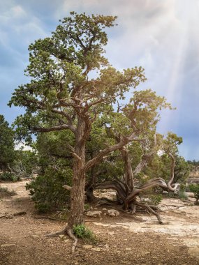 Büyük Kanyon bir ağaç.
