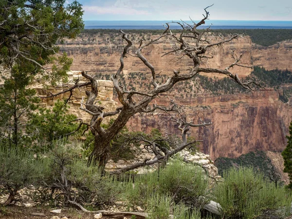 Árvore seca em Grand Canyon . — Fotografia de Stock