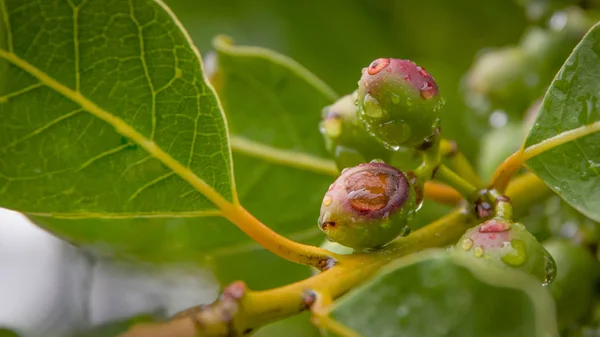 Laurel van fruit en regendruppels. — Stockfoto