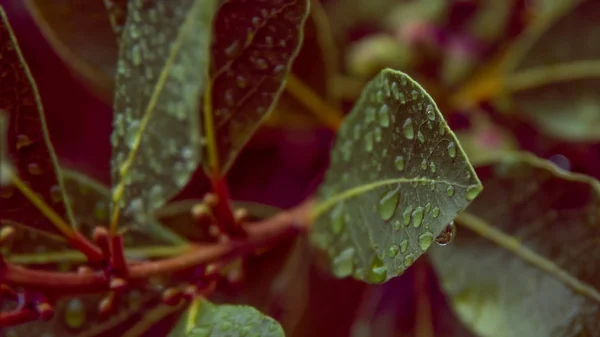 One laurel leaf and raindrops.