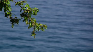 Yeşil yaprakları ile bir şube.