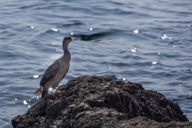 Kayanın üzerinde bir gri Bahri duran.
