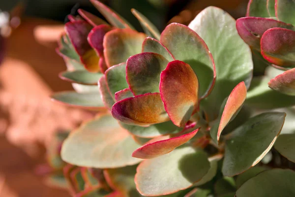 Olağanüstüsarı bitki (Sempervivum Brom görünümünü kapat).