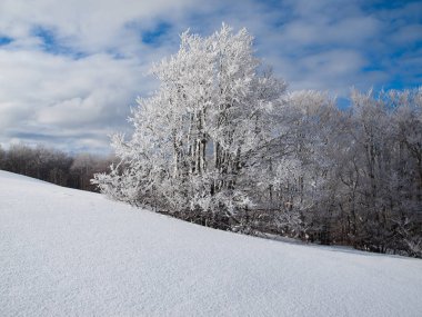 Bir ağaç buz ve kar ile kaplı.