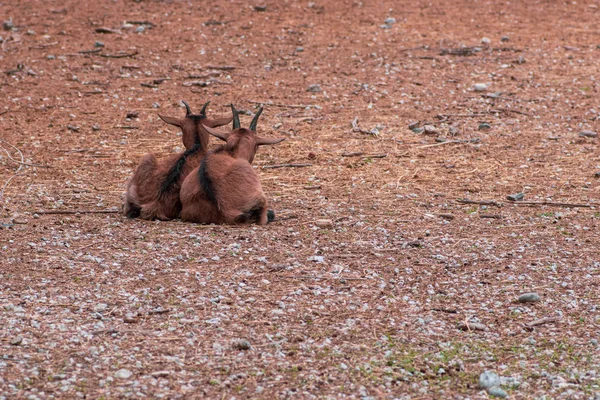 Vista trasera de dos cabras. Un par. Descanso . —  Fotos de Stock