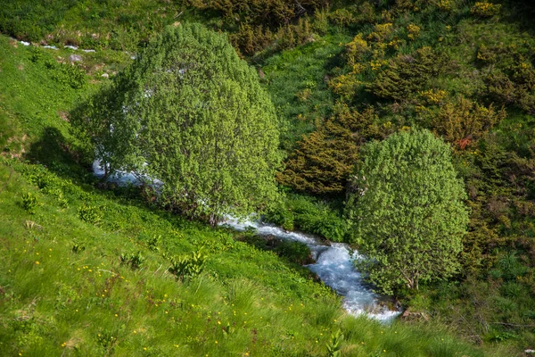 Vista paisagem de um rio, prado verde e duas árvores . — Fotografia de Stock