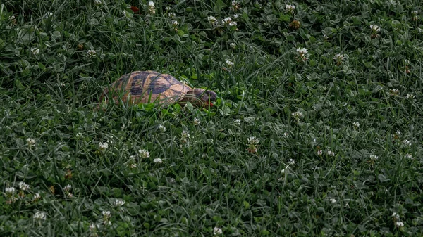 Acercamiento de una tortuga escondida en hierba verde. Lago Ohrid , — Foto de Stock