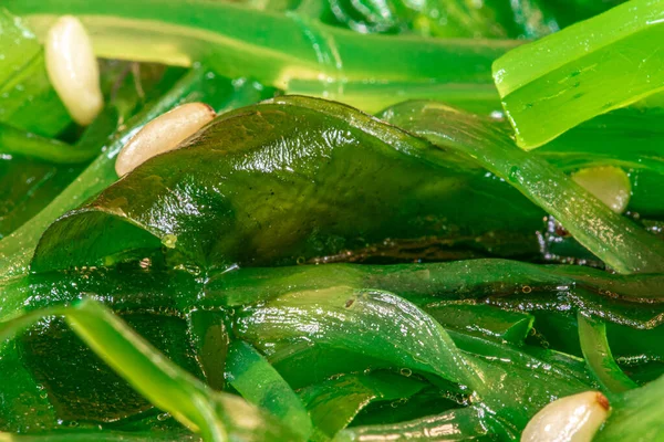 Vista Macro Alimentos Saludables Algas Verdes Frescas Con Sésamo Amarillo —  Fotos de Stock