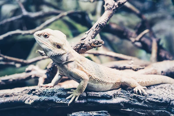Reptil in einem Mangrovensumpf — Stockfoto