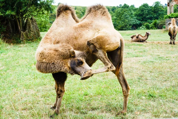 Kamel in Großaufnahme — Stockfoto