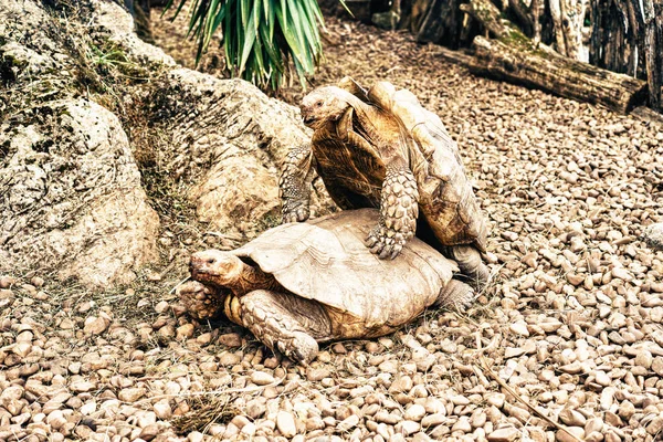 Zwei Schildkröten paaren sich — Stockfoto